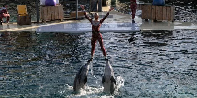 Le zoo de Beauval abandonne son projet d’accueil des dauphins du Marineland d’Antibes