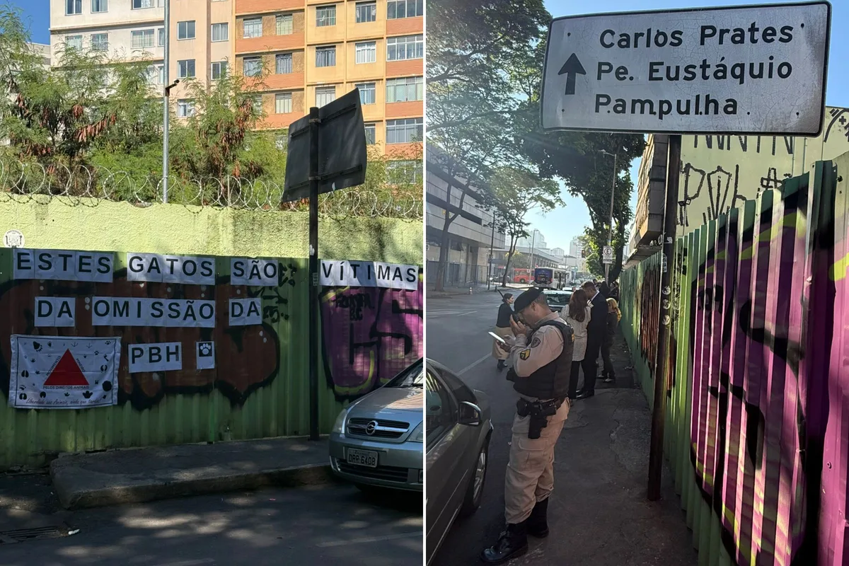 Desocupação de terreno onde vivem mais de 50 gatos mobiliza ativistas em BH