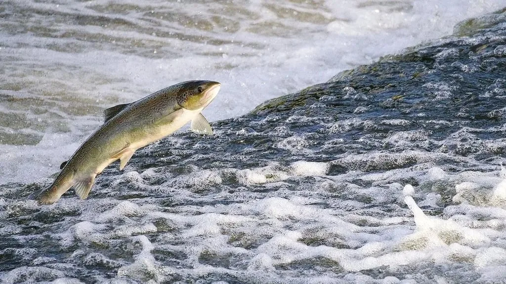 Un paso más cerca de prohibir la pesca del salmón en España: los científicos dictaminan a favor de catalogar la especie como en peligro de extinción