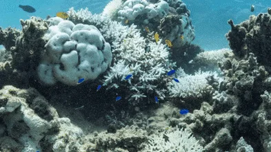 WA hit by worst coral bleaching on record across 2000km of coastline