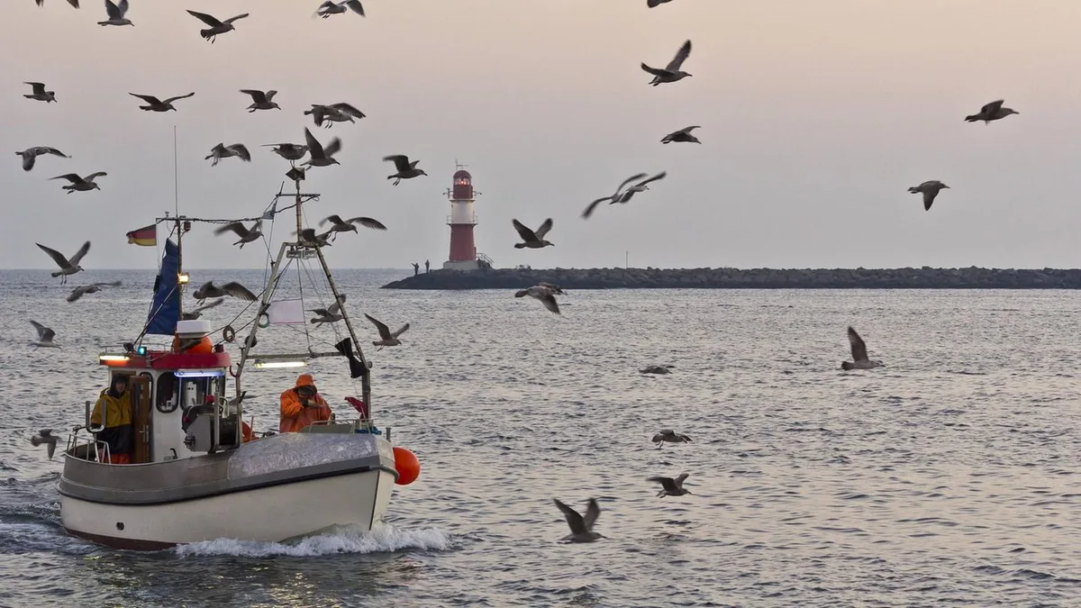 Streit um Fischerei: Nie wieder Hering aus der Ostsee? Brüssel will Fang ab 2027 verbieten