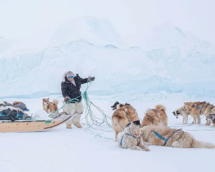 Scaring monkeys? Detecting bedbugs? Meet the elite working dogs – in pictures