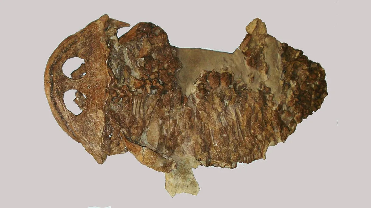 Paläontologie: Vernachlässigtes Fossil entpuppt sich als Trias-Raubtier