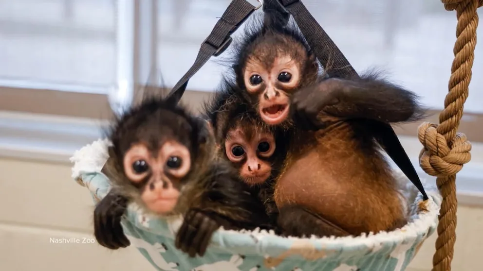 WATCH: Rescued baby spider monkeys find a new home at the Nashville Zoo