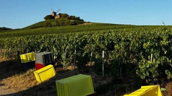 Vendanges 2026 en Champagne : des raisins exceptionnellement sucrés, avec des degrés records