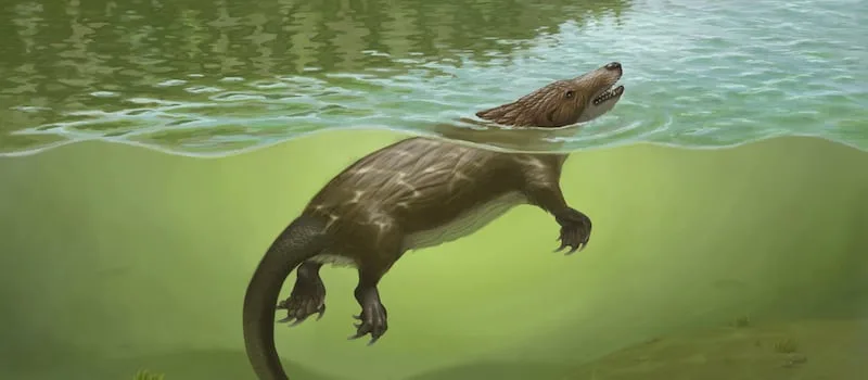 Otter-like critter swam lakes and rivers in the age of dinosaurs