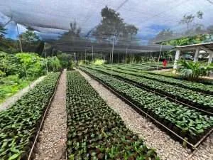 Entregaron 20.000 plantas de café a productores de Andrés Mata en Sucre
