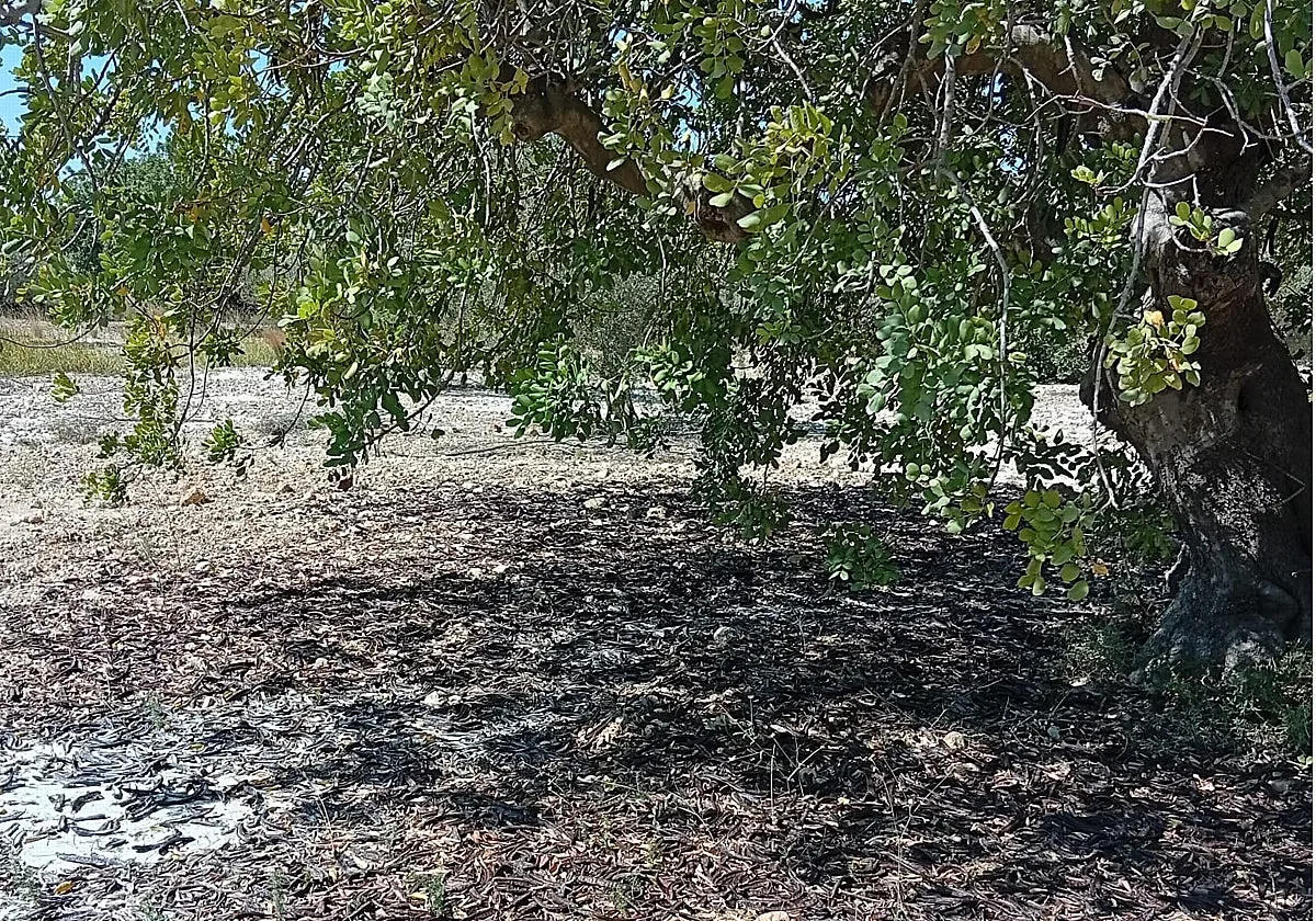 Crisis y riesgo de abandonos en un cultivo 'cortafuegos natural' ante los incendios