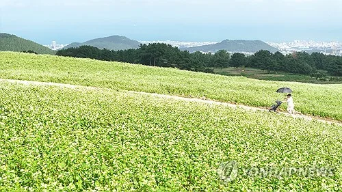 전국 메밀 87% 재배하는 제주…밀키트 등 제품화 추진