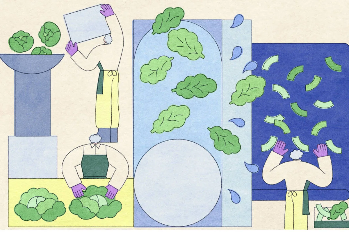 Salada embalada é segura? Entenda como alimento pode ser contaminado