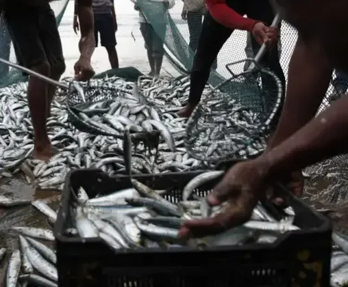 Sardine deaths along Cape coast: PHV detected as Koeberg Unit 1 cuts power
