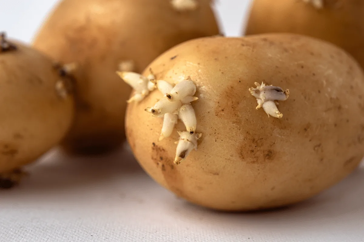 Batatas germinadas são seguras para consumo? Veja quais cuidados tomar com os brotos do alimento