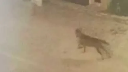 Deux touristes allemandes attaquées par un loup en Italie