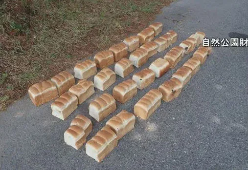 도로변에 버려진 의문의 식빵…매일 줄지어 놔둔 이유는?