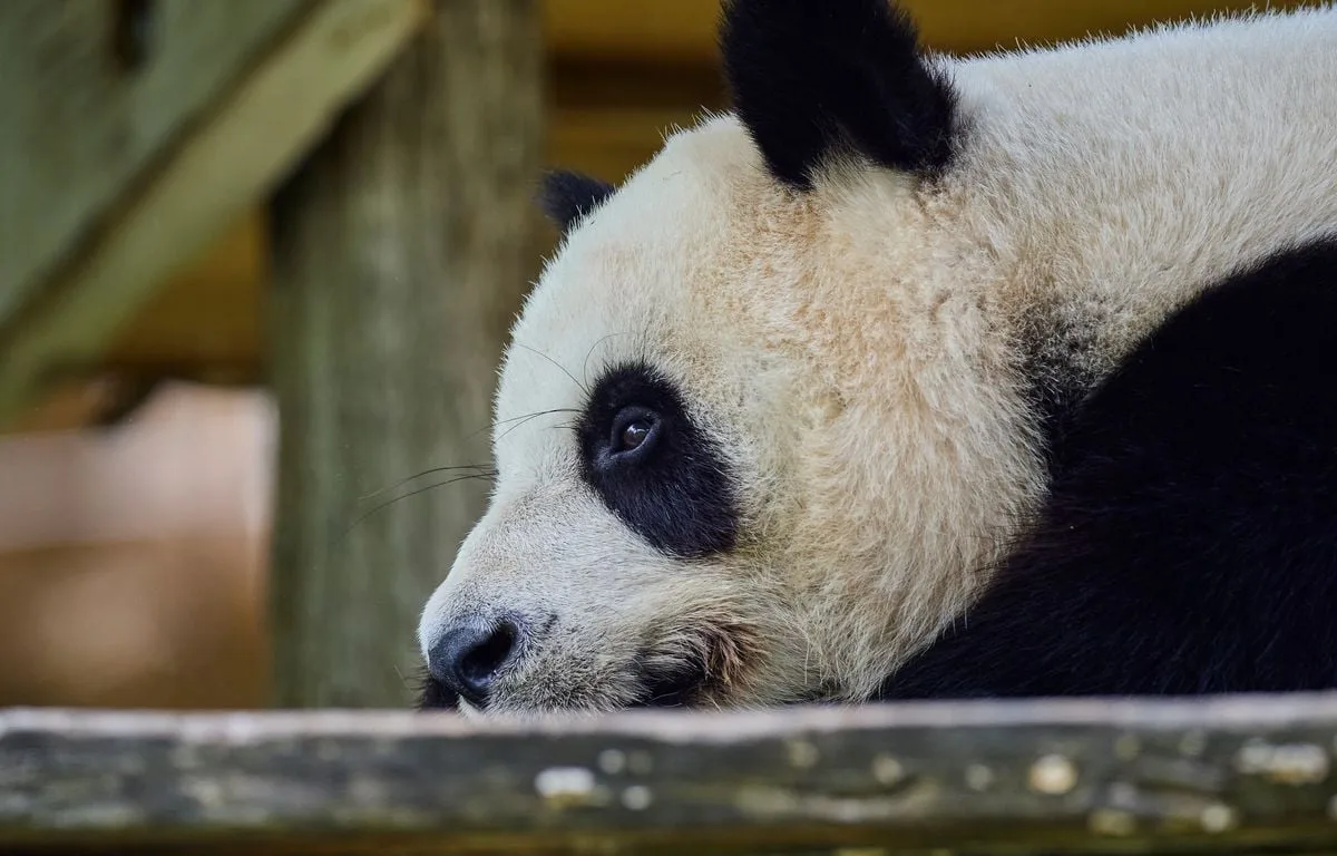 Zoo de Beauval : Les deux derniers pandas visibles en France partiront en Chine le 17 décembre