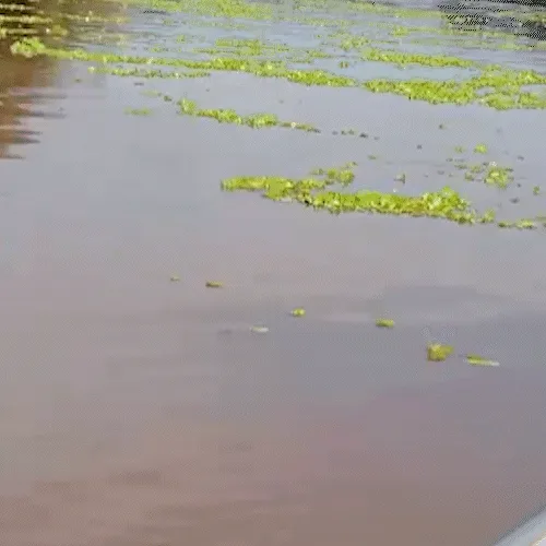 Avanço de macrófitas mobiliza municípios às margens do Rio Pardo