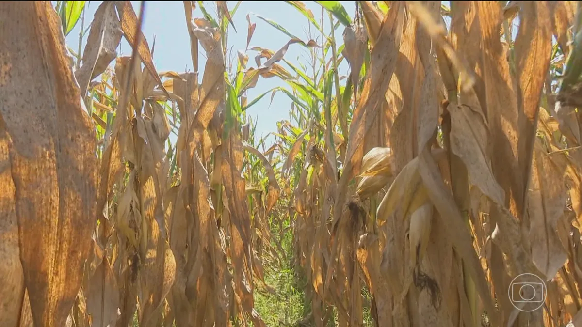 Seca provocada pelo El Niño reduz safra agrícola de Roraima em até 50%, diz Embrapa