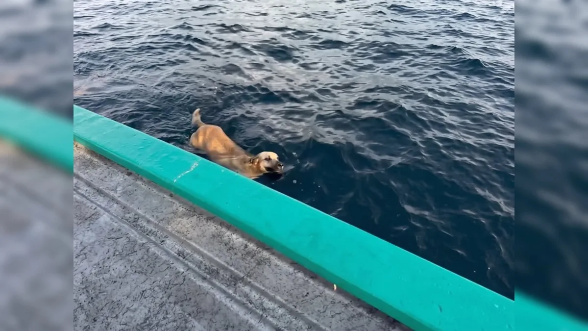 Lomito nadaba lejos de la playa y pescadores lograron rescatarlo