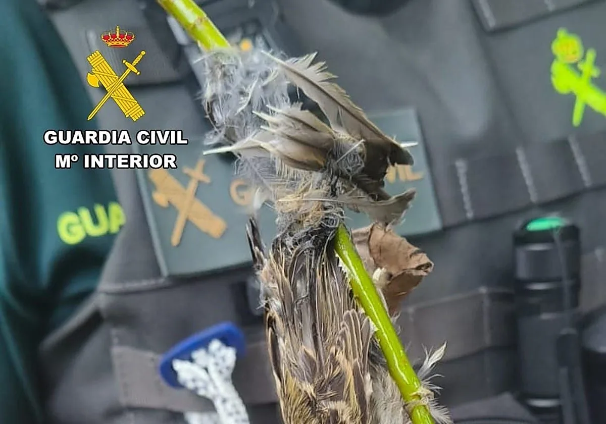 Detenido por usar una red japonesa de grandes dimensiones para atrapar pájaros en el río Nela, en Villarcayo (Burgos)