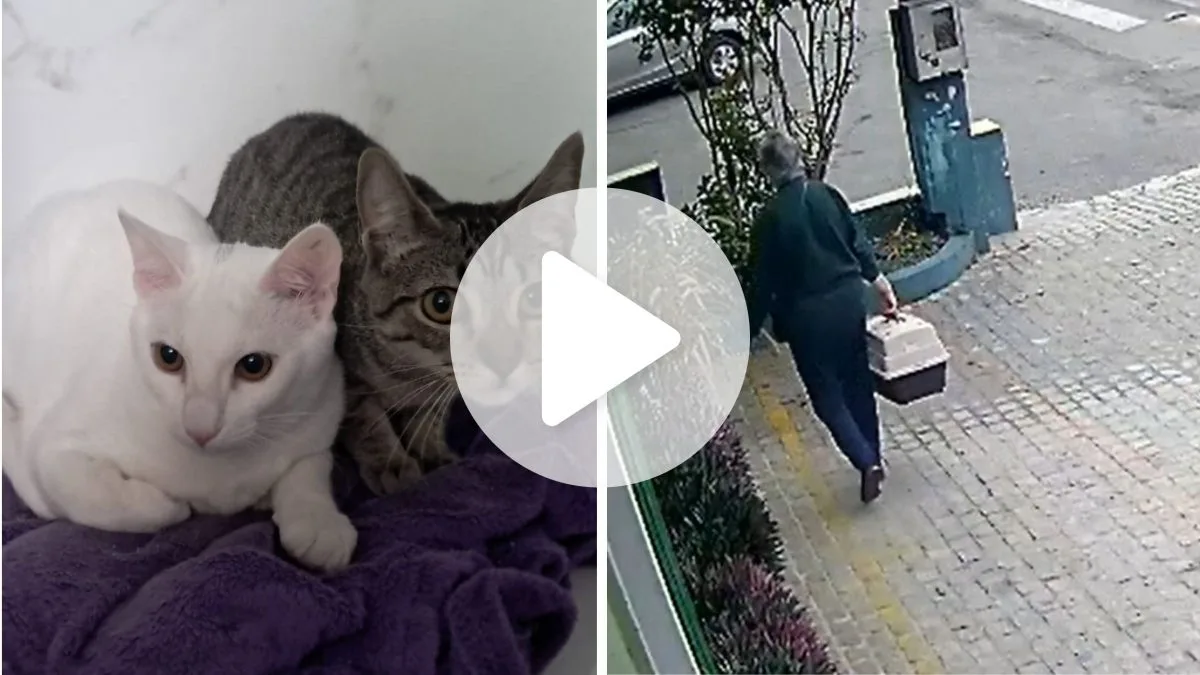 Mulher é flagrada abandonando filhotes em frente à clínica em Joinville; assista
