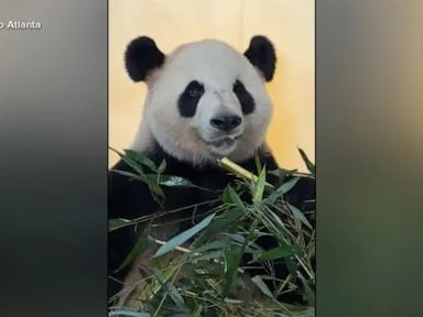 WATCH: Panda-monium at the Zoo Atlanta