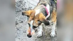 Owners fear 'healthy' dog died due to orange substance exposure on contaminated land
