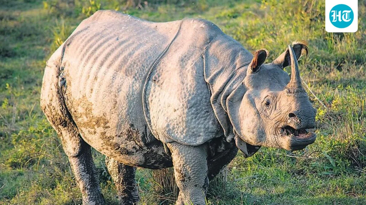 Global one-horned rhino population hits record 4,075; Assam has 80%, says minister