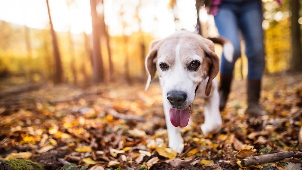 Höhentief in der Atmosphäre entscheidet - Diese Woche Wetter-Wau oder Herbstgrau?