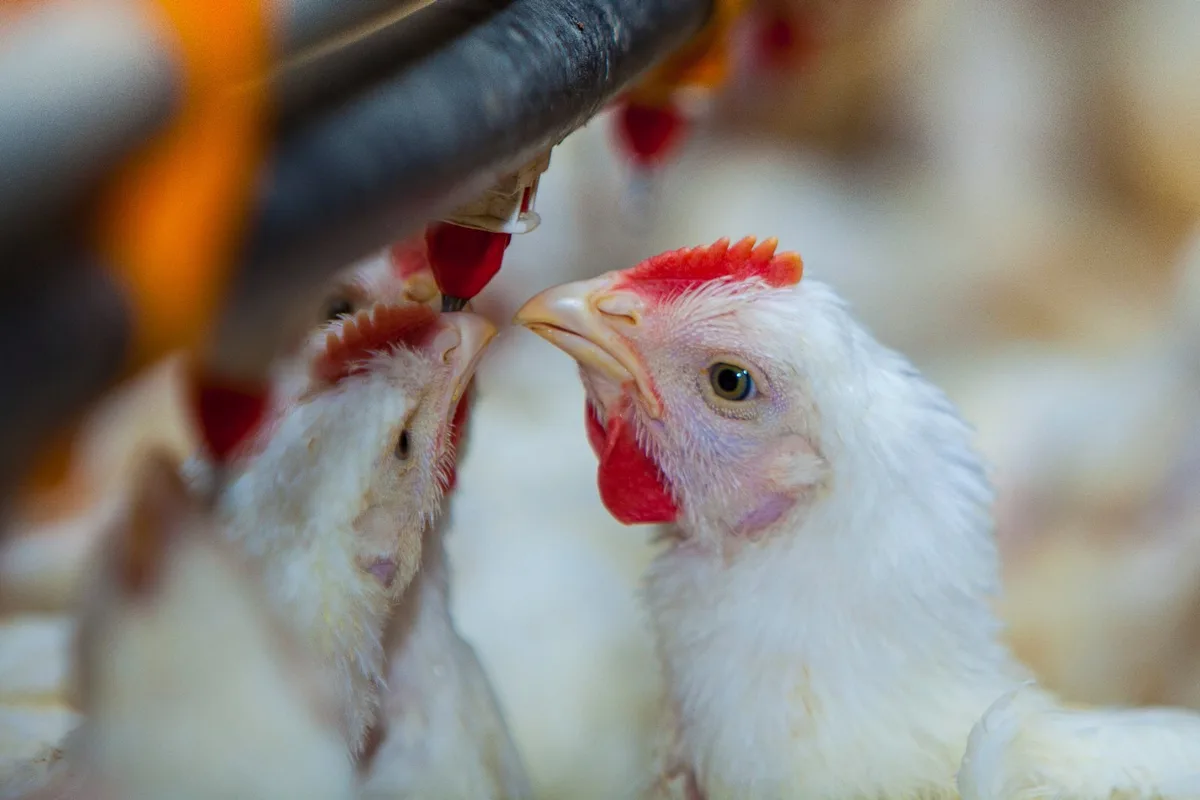 El alza del petróleo presiona los costos del pollo y los huevos en República Dominicana