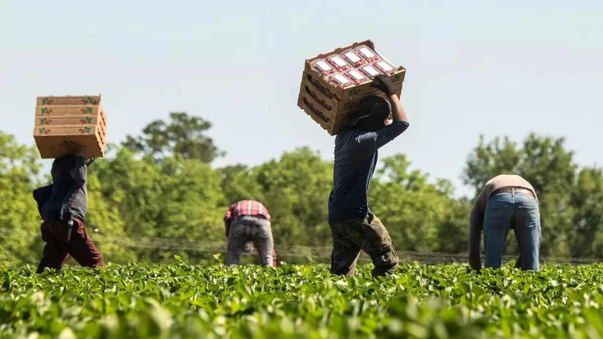 Calor extremo en Florida: aumenta el riesgo de intoxicación por pesticidas para los trabajadores agrícolas