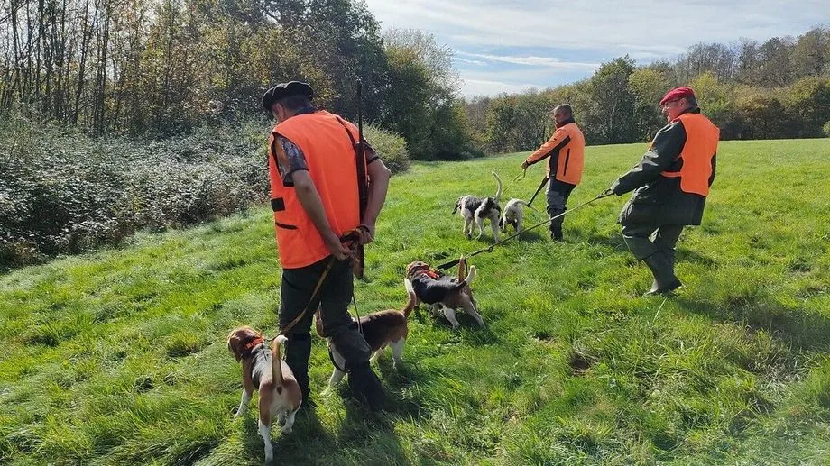 "Laissez la faune se remettre" : plusieurs associations demandent le report de la chasse après les canicules