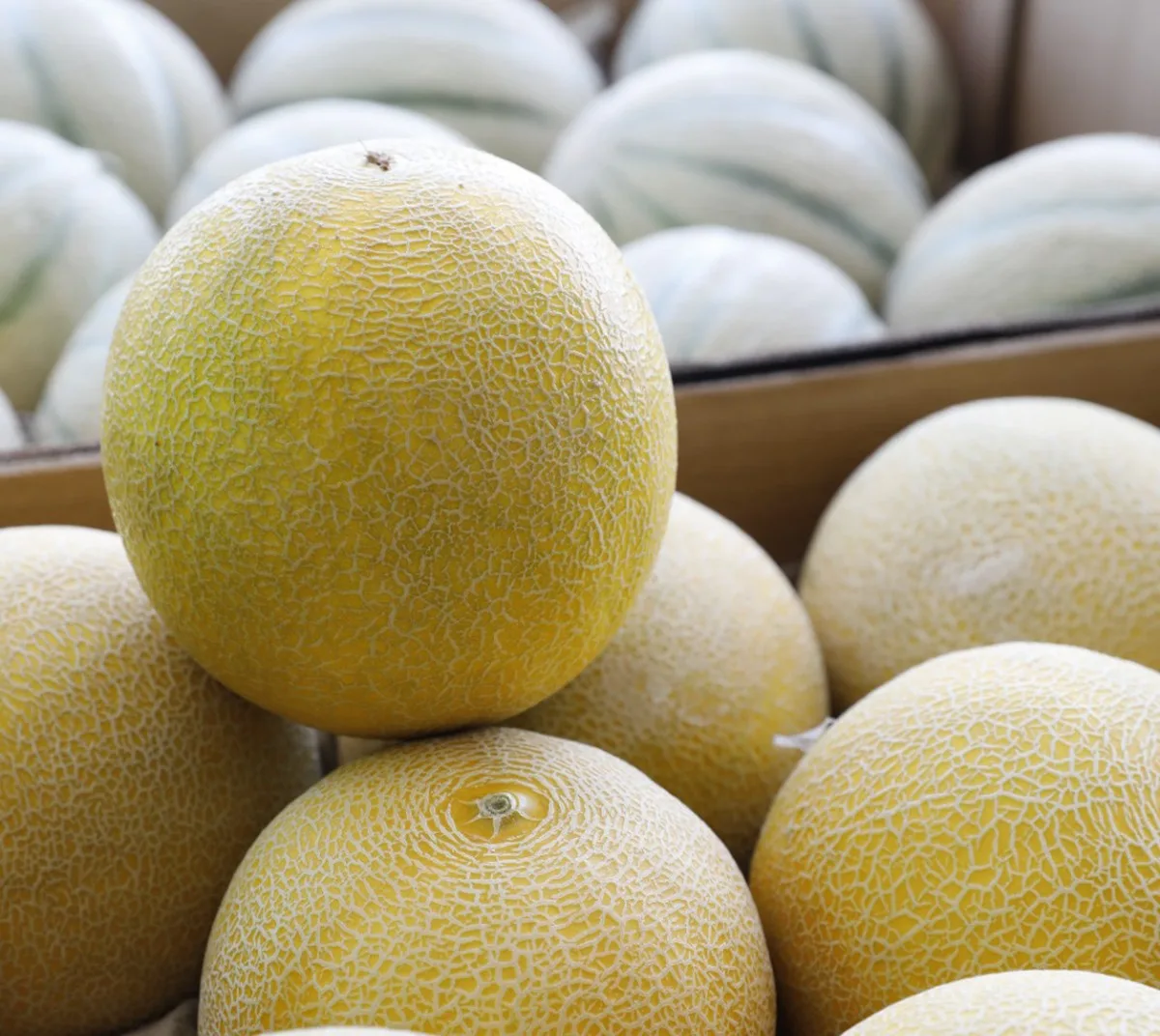 Porto de Natal prevê embarque de 250 mil toneladas de frutas na safra 2026/2027