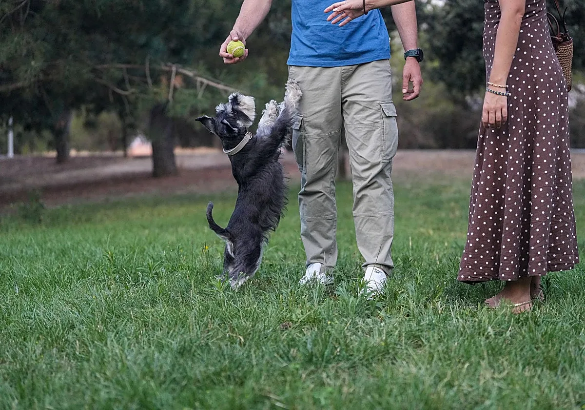 Más perros que niños: la 'familia multiespecie' gana terreno