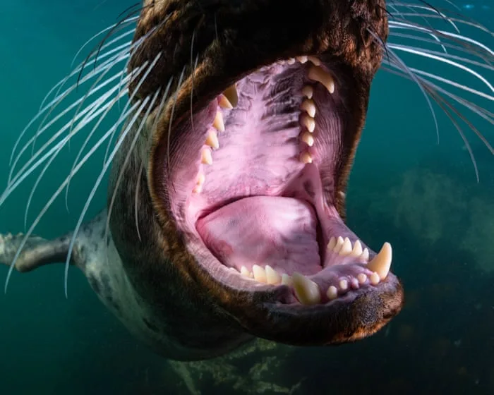 North Sea, Nature Untamed review – stunning footage finds the beauty and splendour under the water