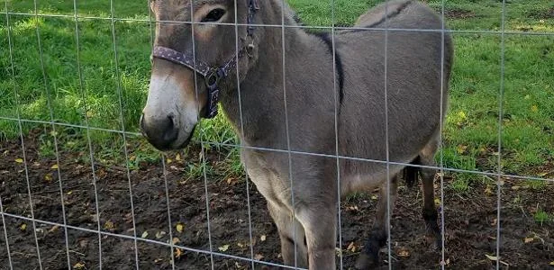 Burro invade van, morde e deixa 3 feridos no norte da Alemanha
