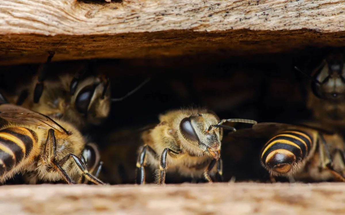 Ces insectes contiendraient de minuscules particules magnétiques, et personne ne sait à quoi elles servent