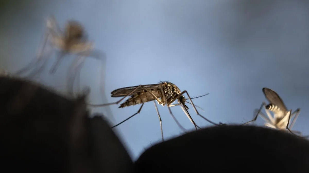 Arzt gibt Entwarnung: Frankfurter Flughafenmitarbeiter sterben an Malaria – Wie groß ist die Gefahr?