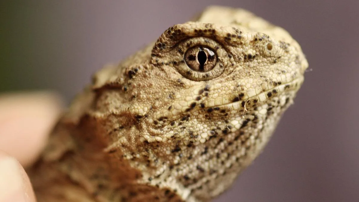 Young cold-blooded animals are suffering the most as Earth heats up, research finds