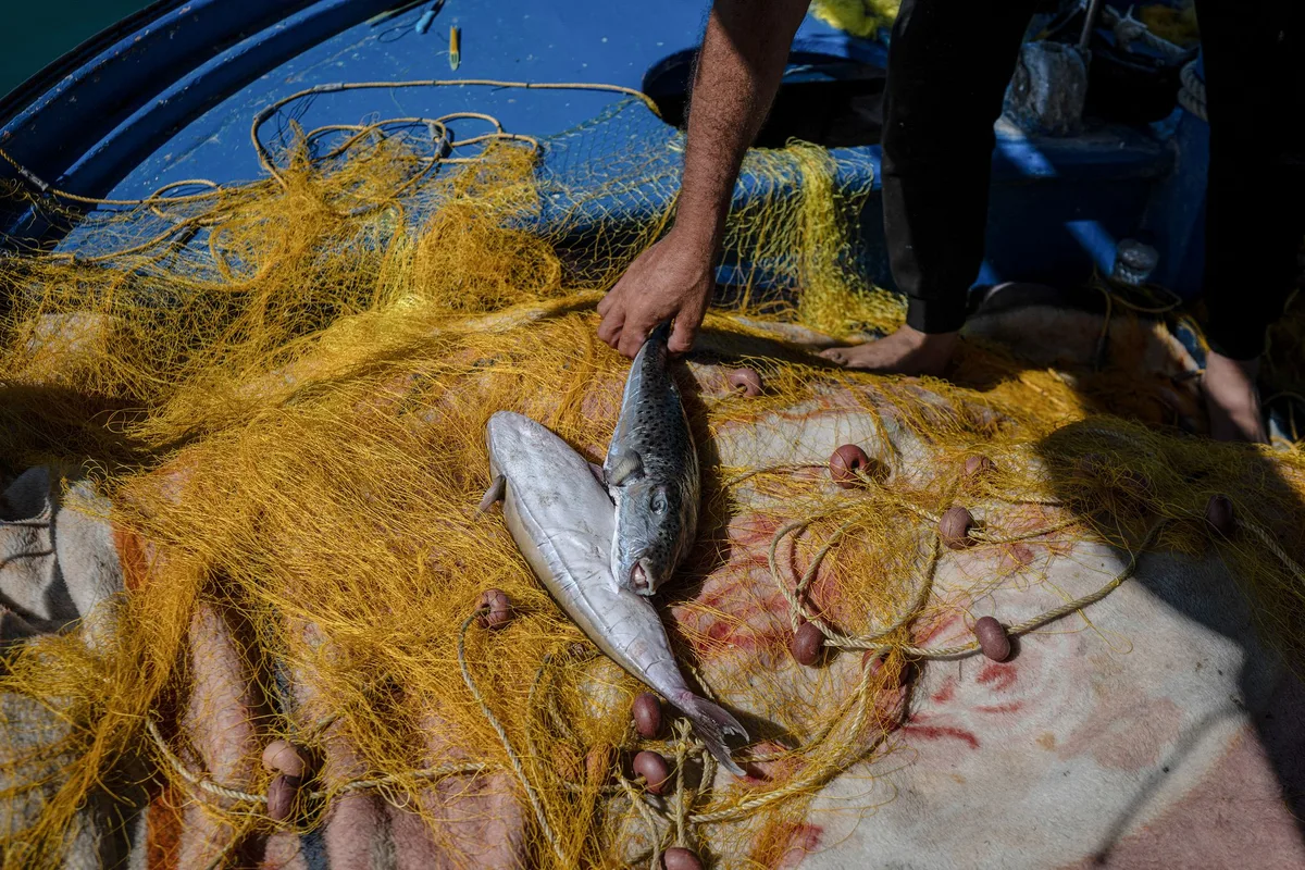 En Grèce, la multiplication du poisson-globe avec le réchauffement inquiète pêcheurs et baigneurs