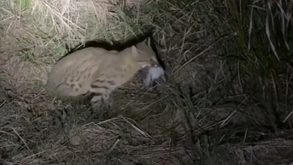 Gato-palheiro-pampeano: agricultor registra primeiras imagens de felino ameaçado de extinção caçando ratos; VÍDEO