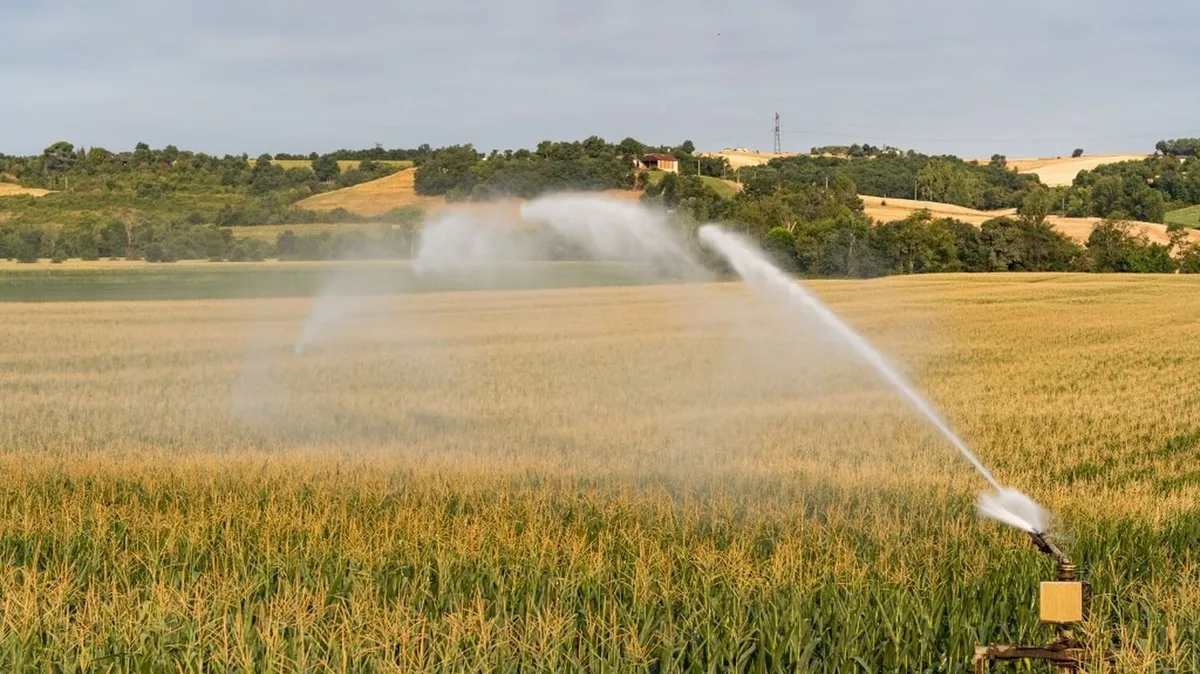 Le Conseil constitutionnel valide la quasi-totalité de la loi d'urgence agricole, y compris la réintroduction dérogatoire de pesticides interdits