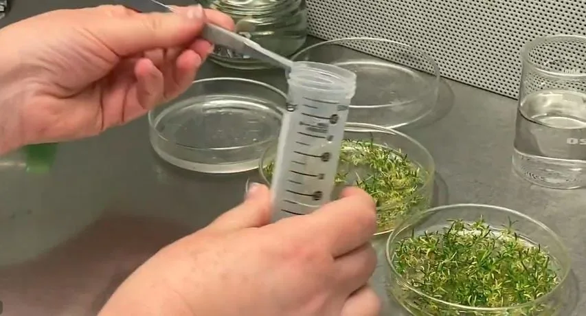 Chile-led team maps Antarctic plant genome in a step towards climate-resilient crops