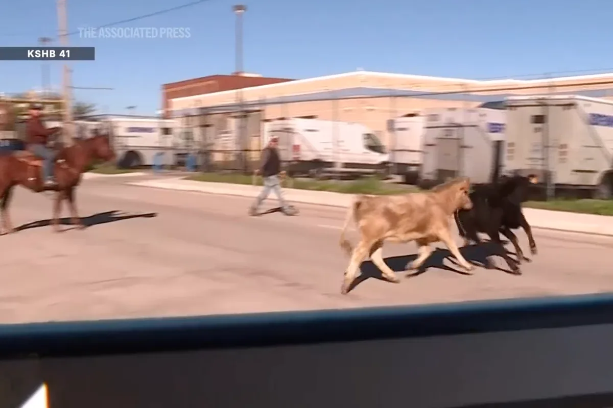 Truck carrying 130 cattle plunges off overpass, crushing car and sending cows stampeding through city