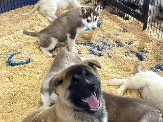 À la suite d’une enquête menée sur les salons du chiot, la Fondation 30 millions d’amis en demande l’interdiction