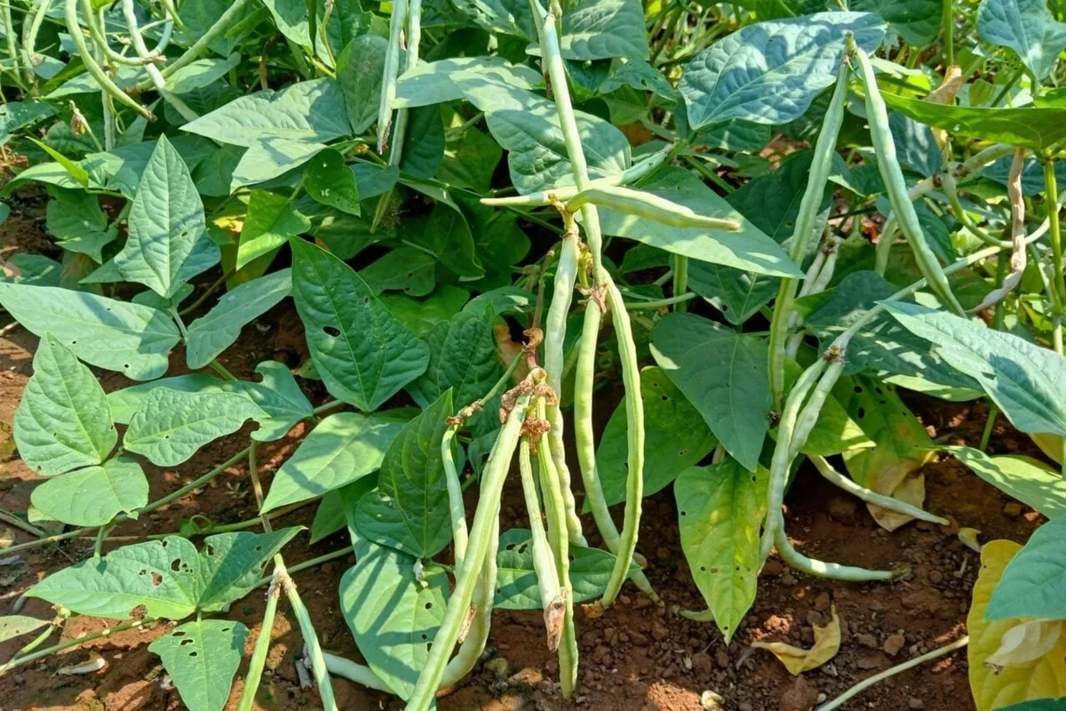 This Plant Summons Parasitic Wasps to Kill Its Enemies