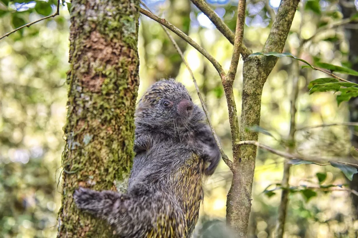 Primavera aumenta a circulação de animais silvestres; saiba como agir ao se deparar com um