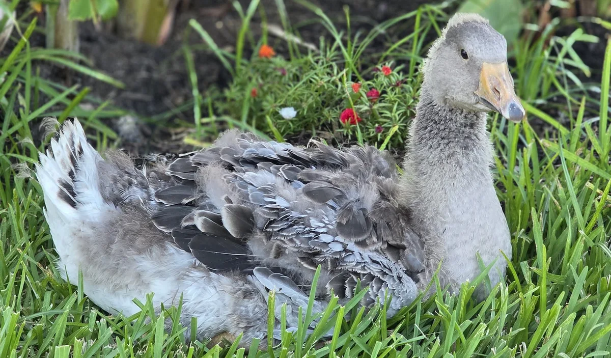 Pet goose’s honks alert family to barn fire, helping save dozens of birds