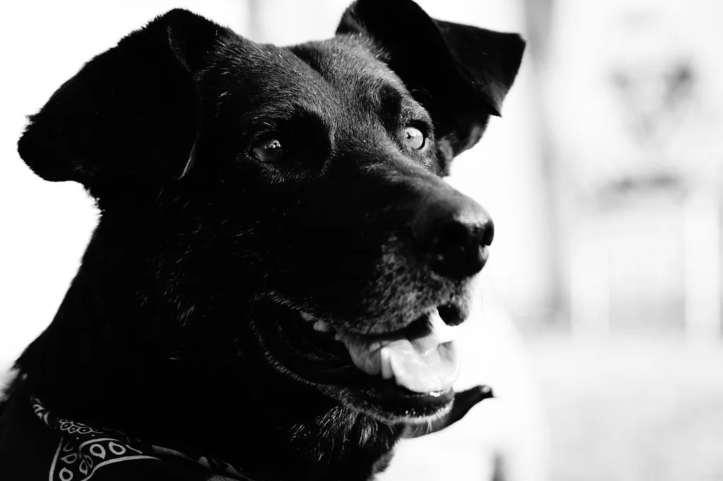 Negro Matapacos: o cão que se tornou símbolo da luta popular no Chile