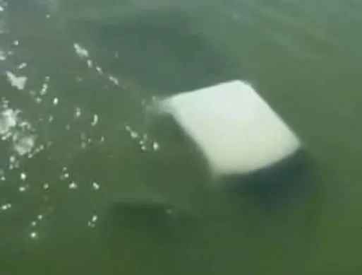 Mueren 4 elementos de Marina tras caer en camioneta a río de Tamaulipas