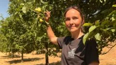 Drought leaves 'barely any apples' to make cider